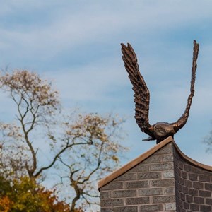 Eagle Morning Of Dedication