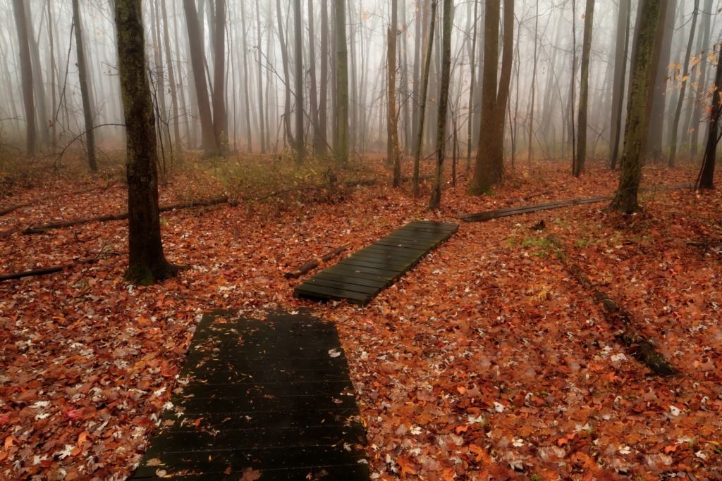 5 Mile Woods. By Josh Friedman