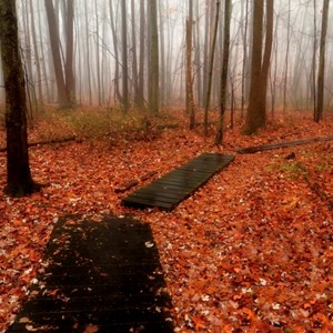 5 Mile Woods. By Josh Friedman