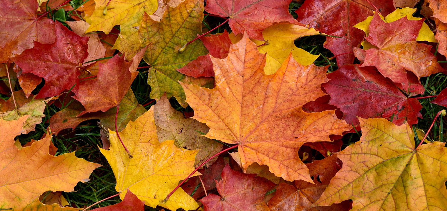 Leaf Collection Program Set to Begin in West Hartford - We-Ha