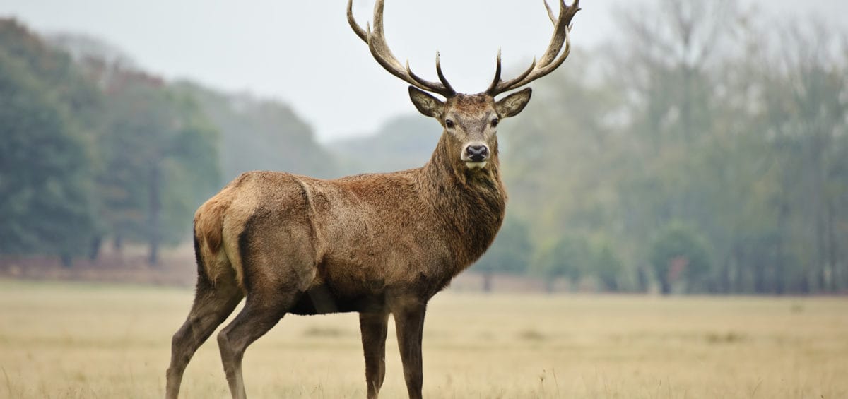 2023 Deer Management Program Lower Makefield Township   Deer 