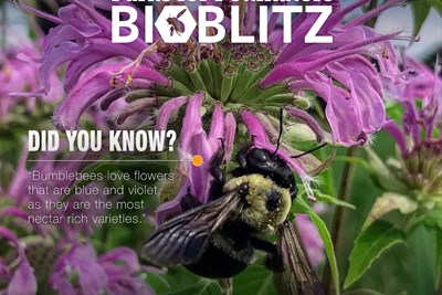 Parks for Pollinators BioBlitz