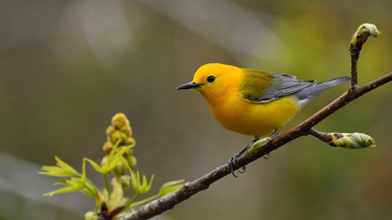 Bird of the Month