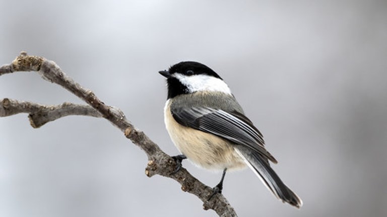 Bird of the Month - November - The Black Capped Chickadee