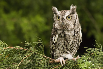 Bird of the Month - December - Eastern Screech Owl