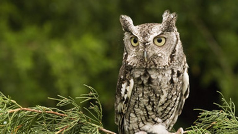 Bird of the Month - December - Eastern Screech Owl