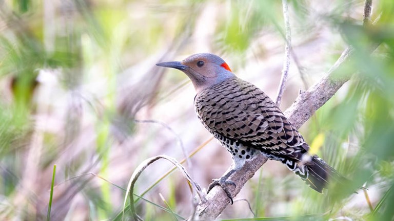Bird of the Month - March 2026 - The Northern Flicker