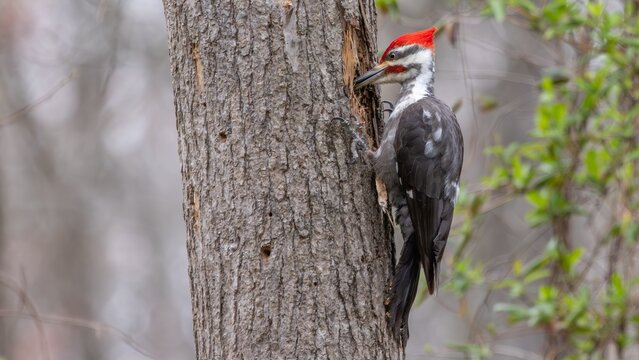 Bird of the Month - April 2026 - The Pileated Woodpecker