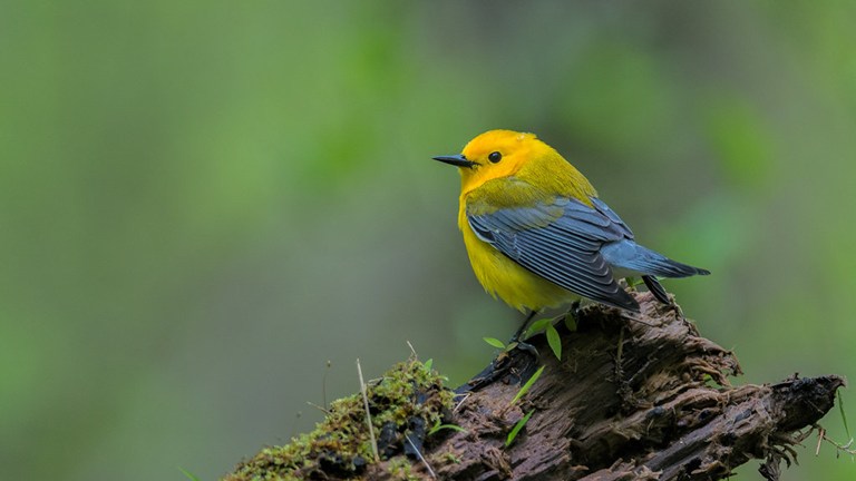 Bird of the Month