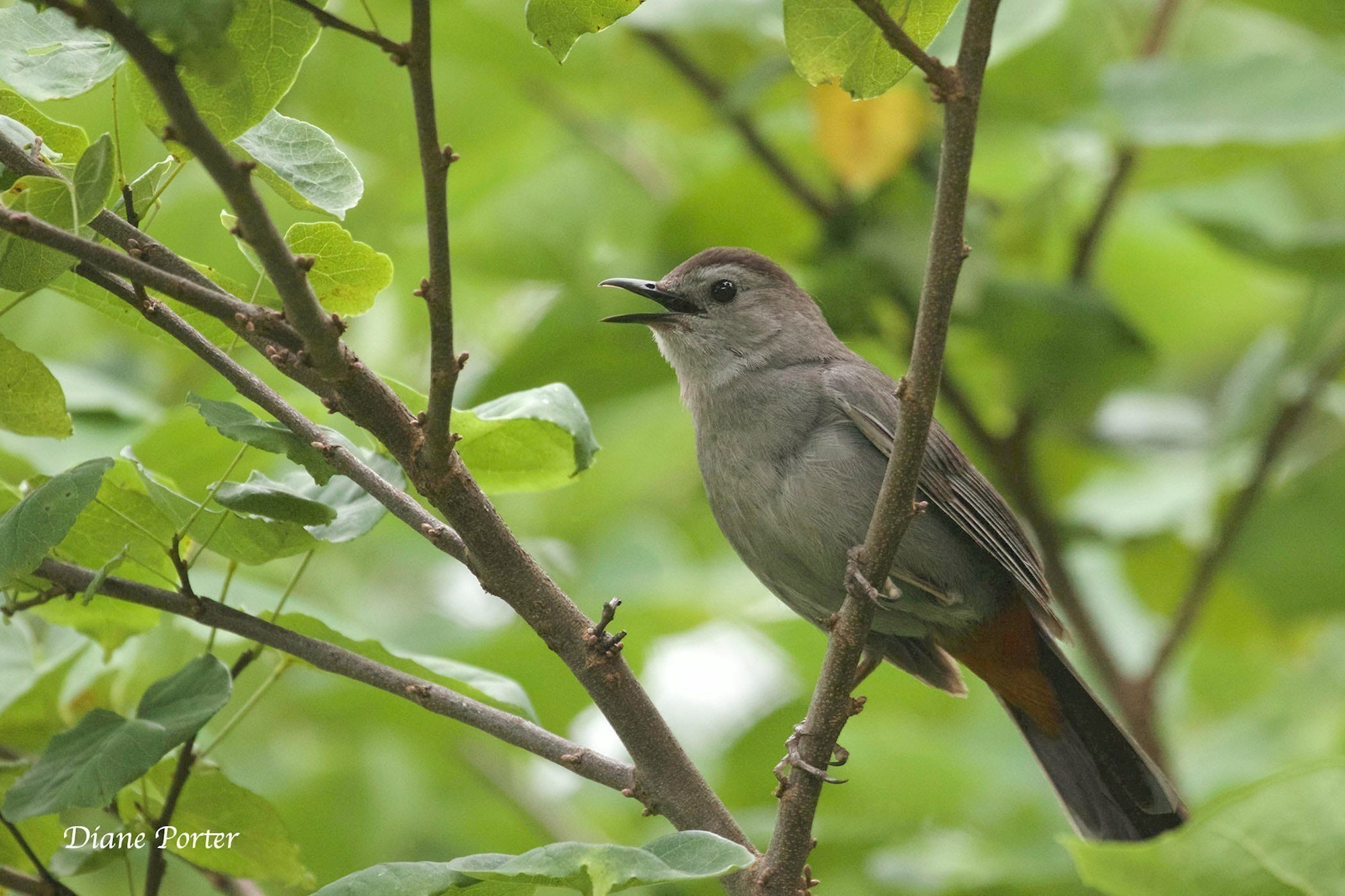 Bird of the Month