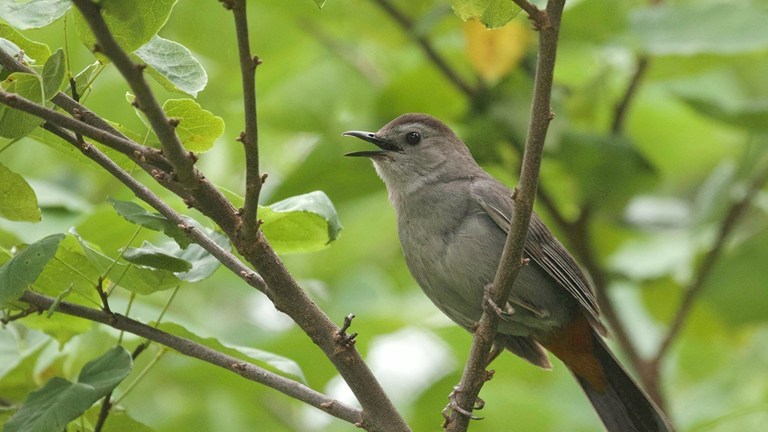 Bird of the Month