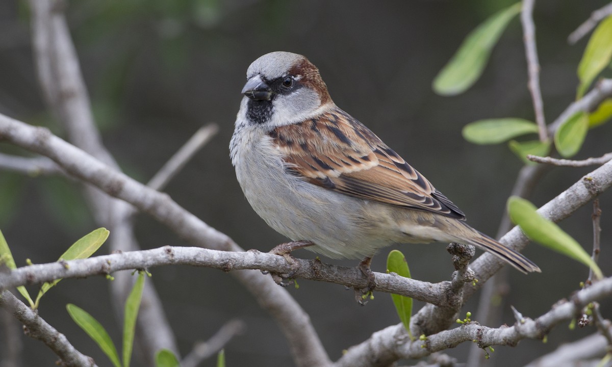 Bird of the Month