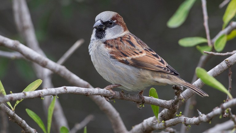 Bird of the Month