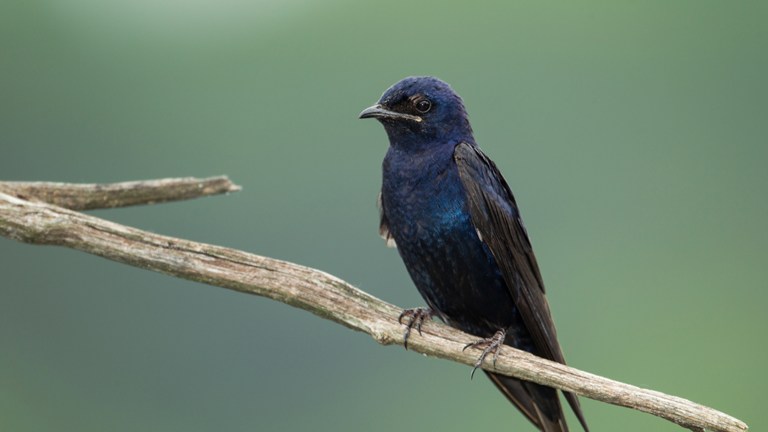 Bird of the Month