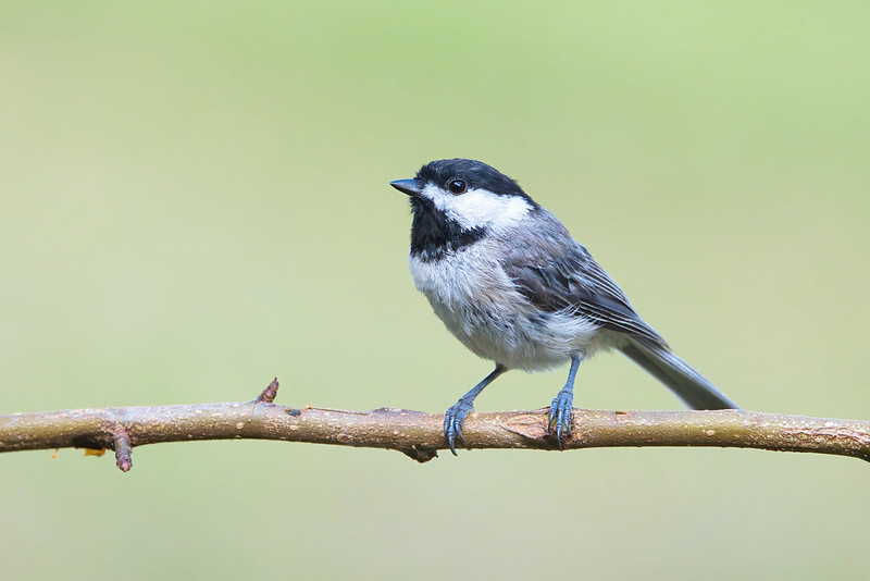 Bird of the Month