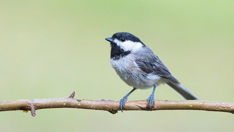 Bird of the Month