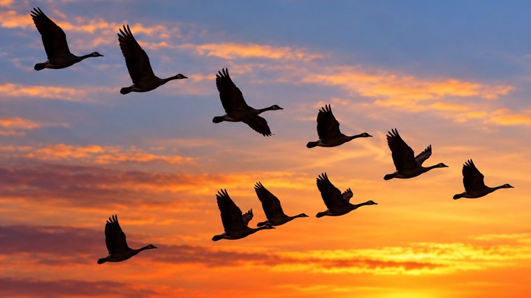 Bird of the Month